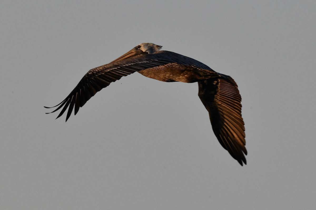 Brown Pelican - ML629908459