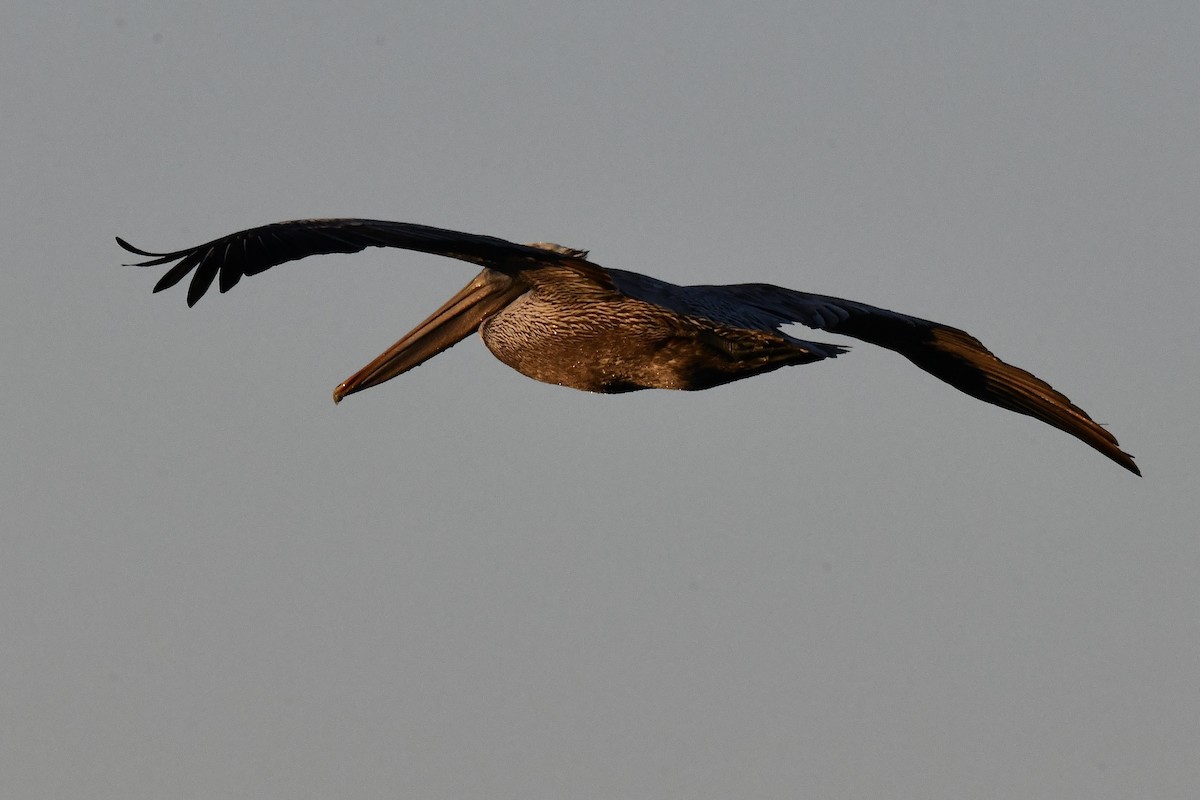 Brown Pelican - ML629908468