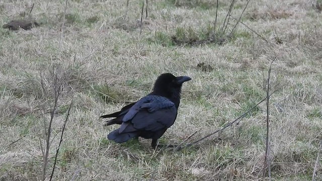 Common Raven - ML629908575