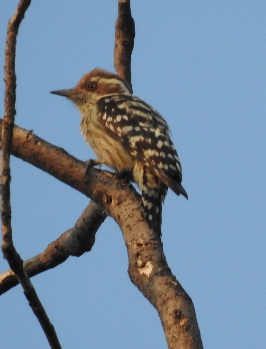 Brown-capped Pygmy Woodpecker - ML629908611