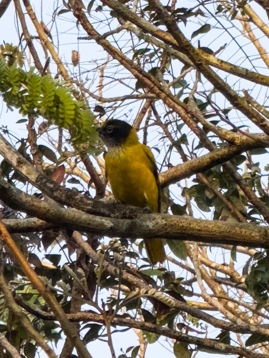 Black-hooded Oriole - ML629908769