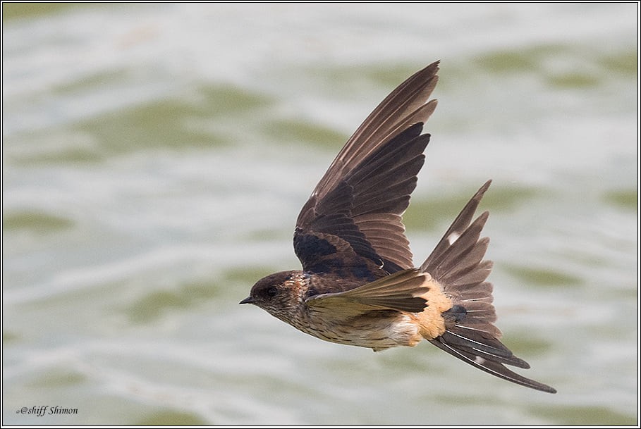 Eastern Red-rumped Swallow - ML629908803