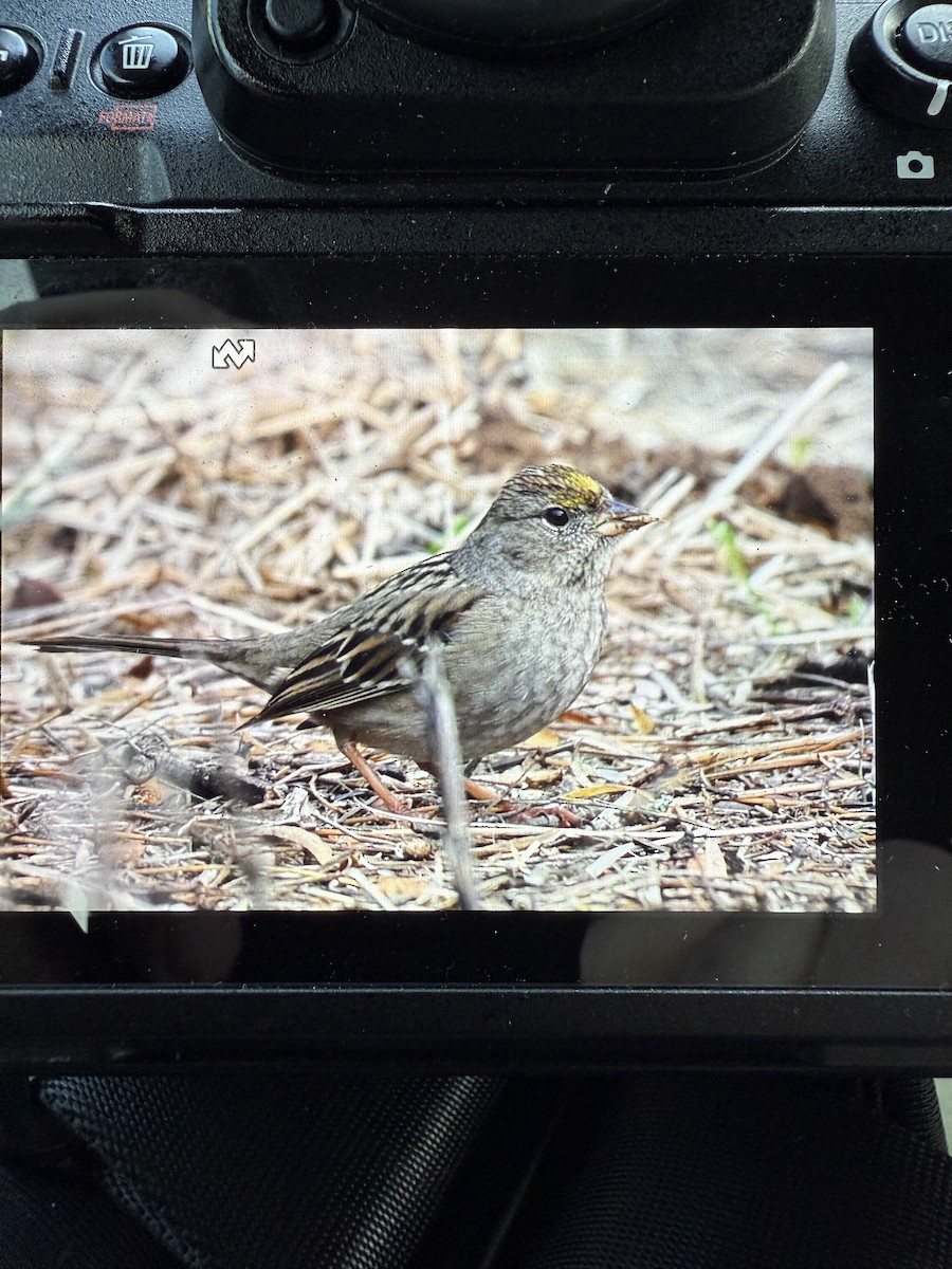 Golden-crowned Sparrow - ML629908931