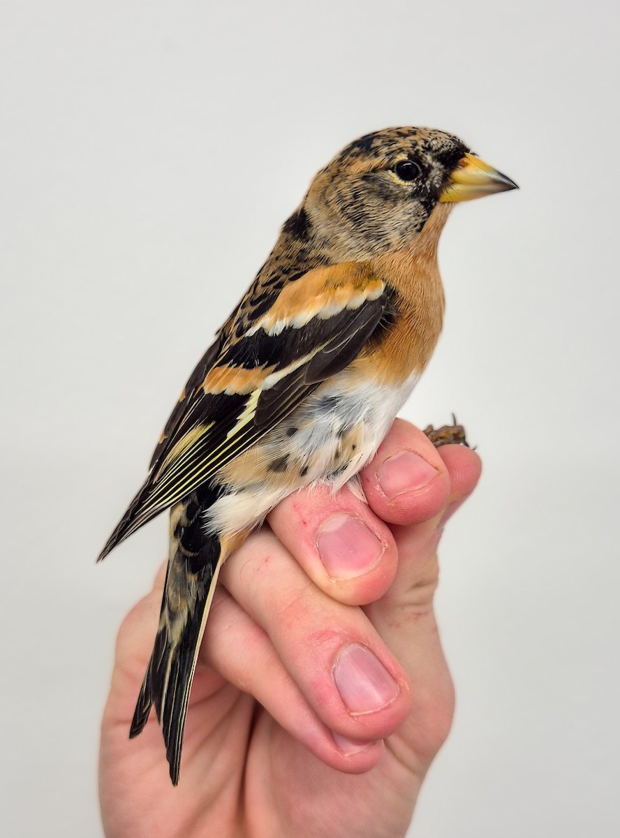 Brambling - ML629908992