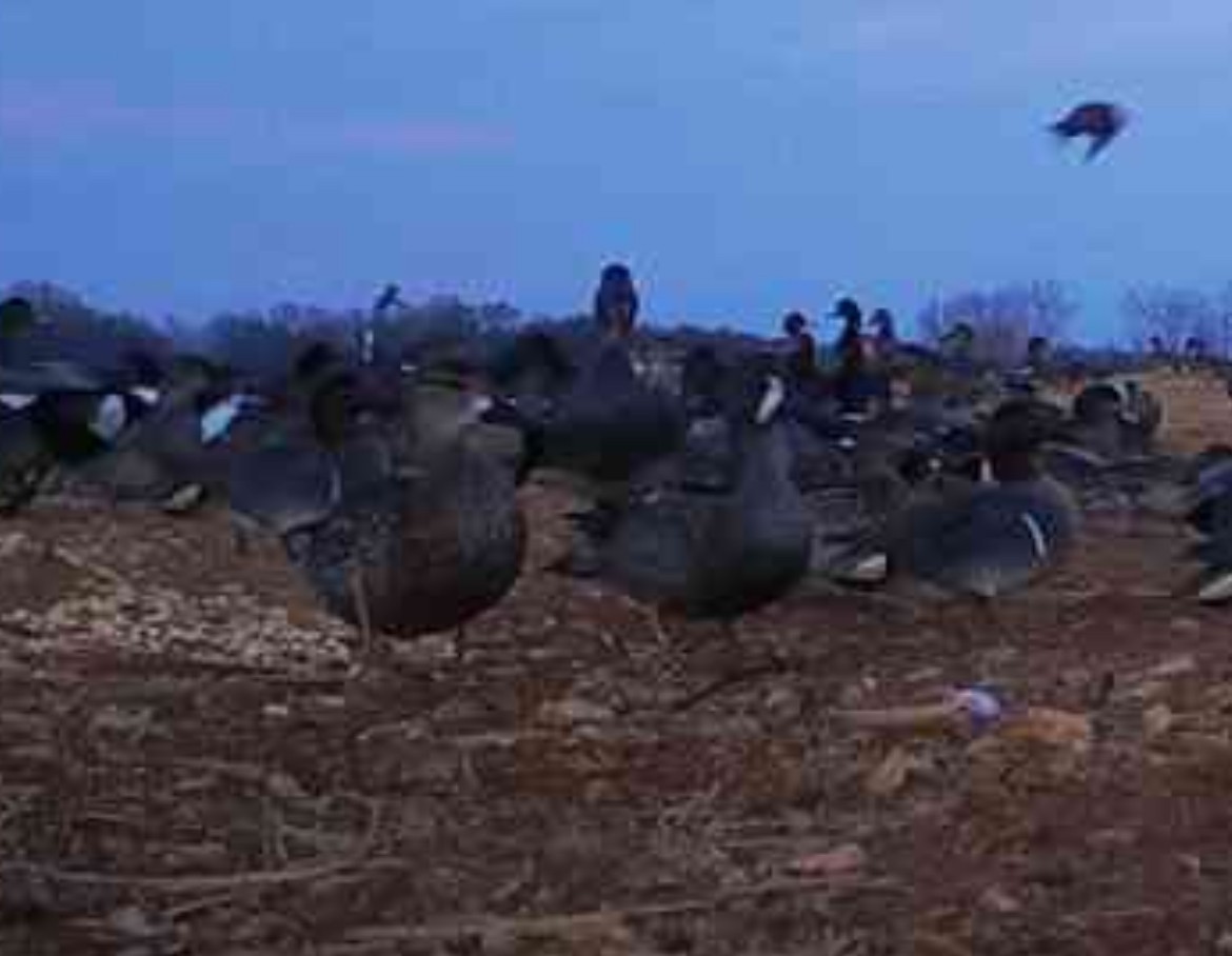 Blue-winged Teal - ML629909038