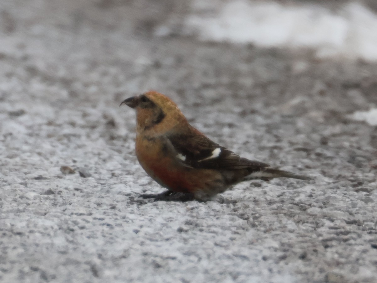 White-winged Crossbill - Nathan Stimson