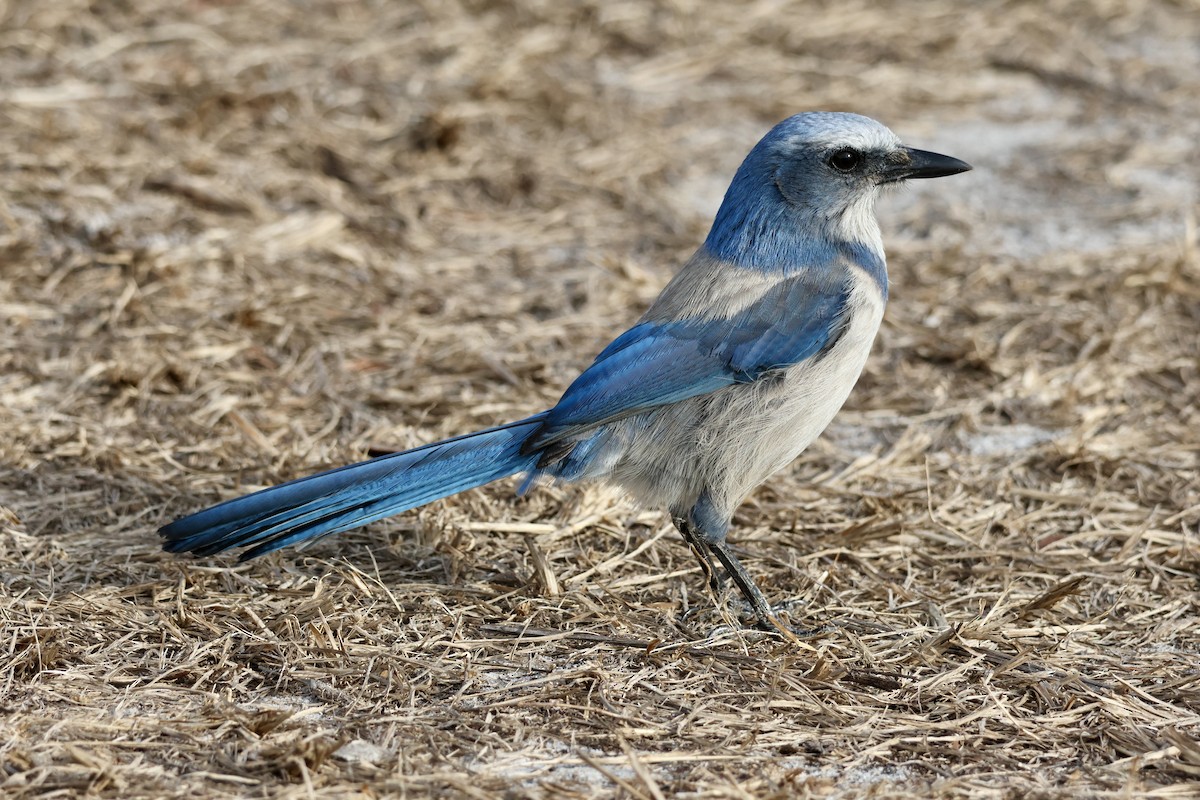 sojka křovinná - ML629909082