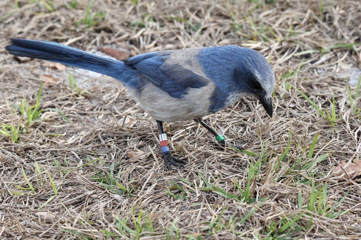 sojka křovinná - ML629909083