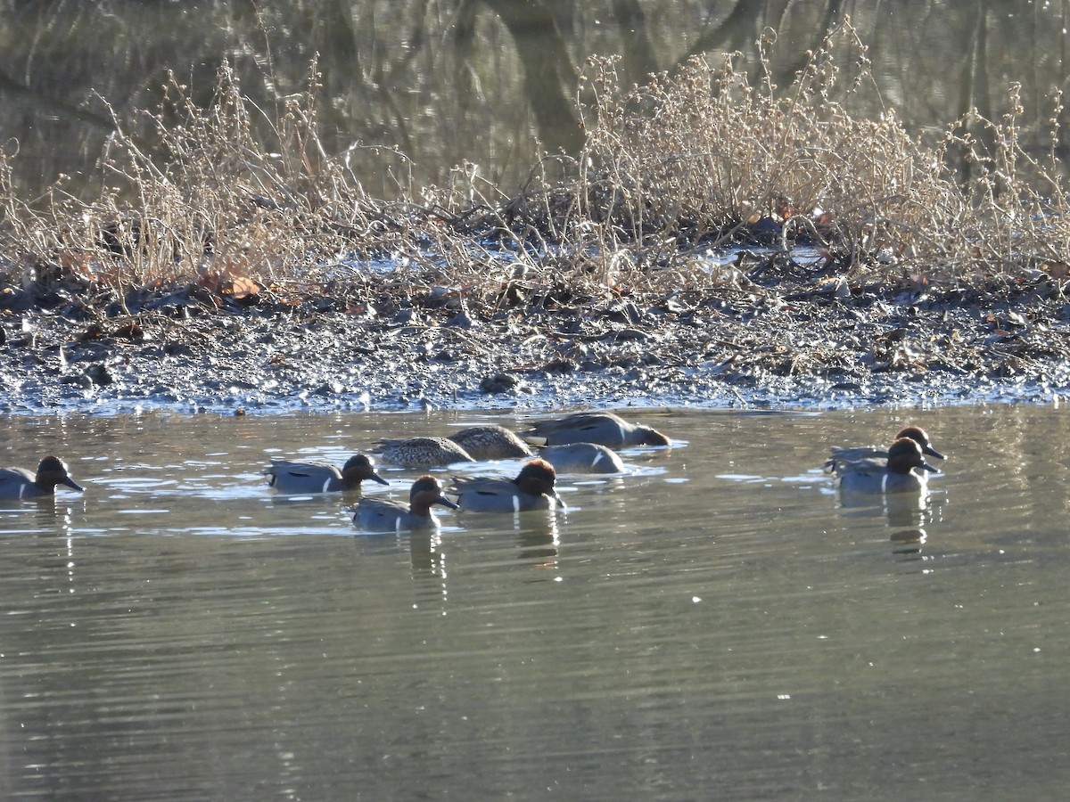 Green-winged Teal - ML629909113