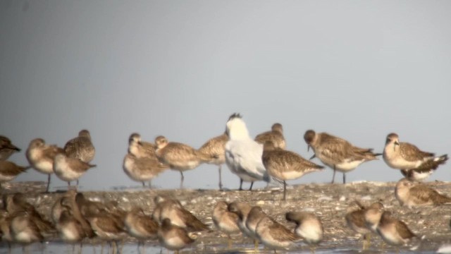 Red Knot - ML629909127