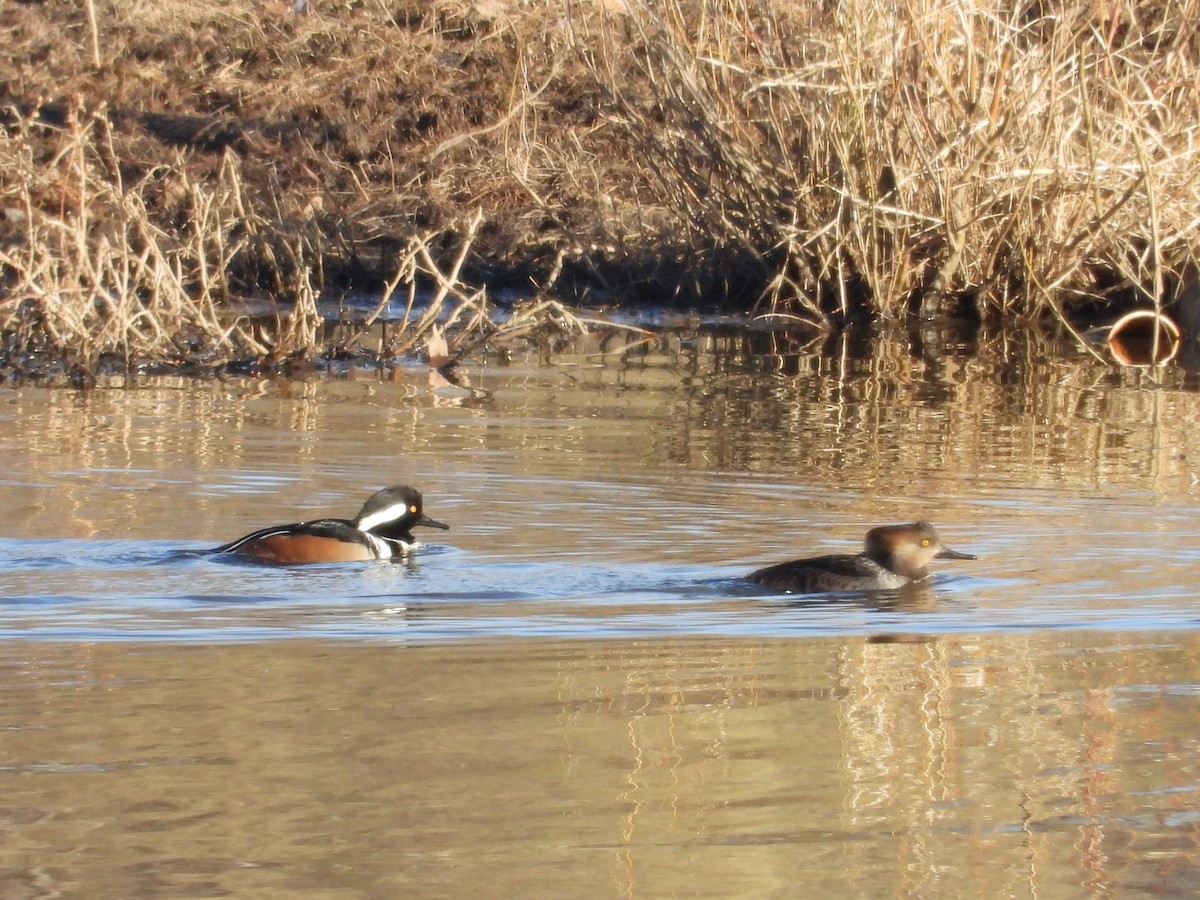 Hooded Merganser - ML629909157