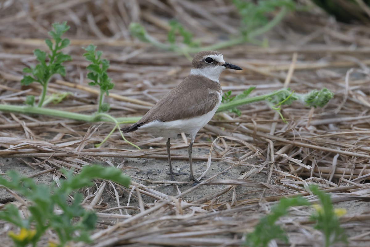 Kentish Plover (Kentish) - ML629909190