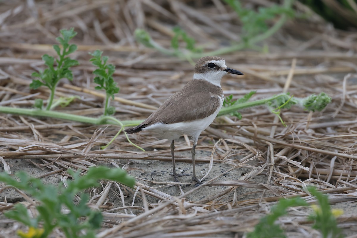 Kentish Plover (Kentish) - ML629909193