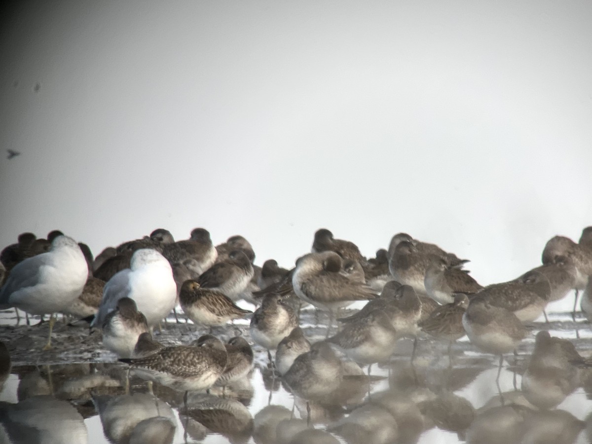 Pacific Golden-Plover - ML629909285