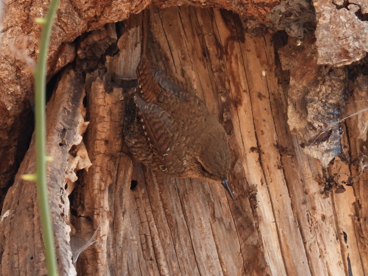 Winter Wren - ML629909462