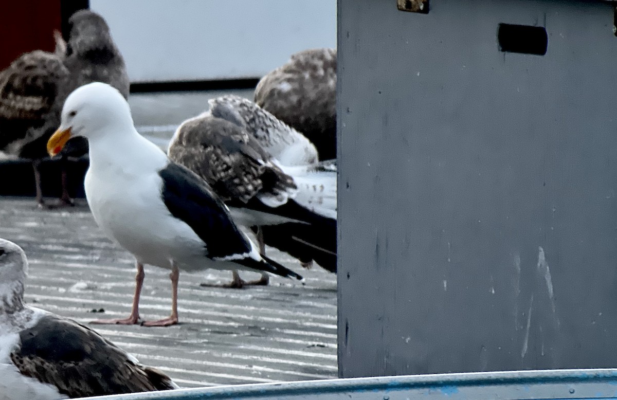 Lesser Black-backed Gull - ML629909504