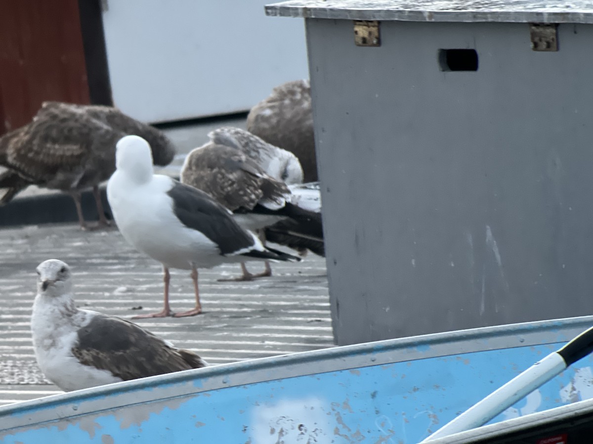 Lesser Black-backed Gull - ML629909505