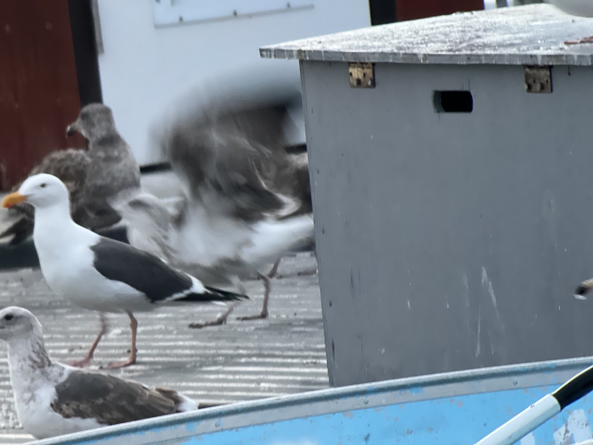 Lesser Black-backed Gull - ML629909506