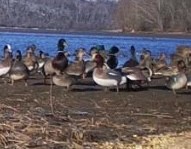 Eurasian Wigeon - ML629909638