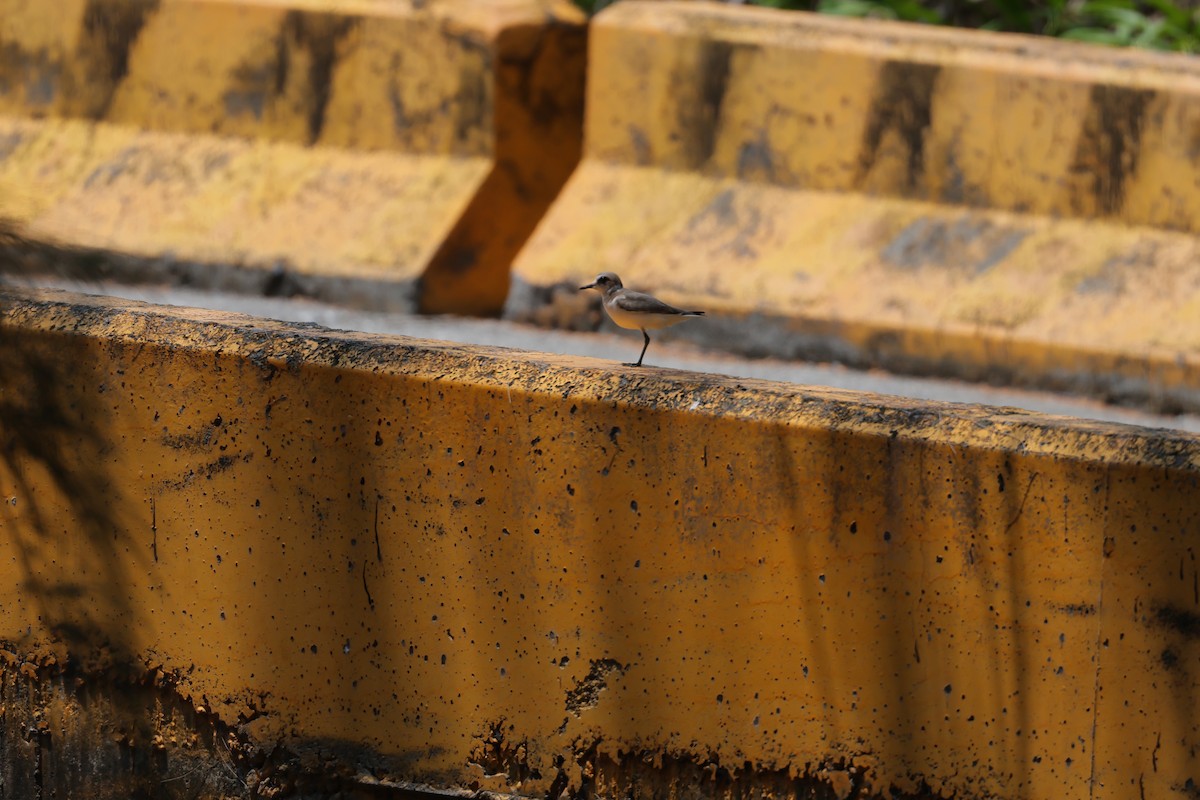 Kentish Plover (Kentish) - ML629909654