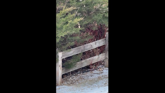 Sharp-shinned Hawk - ML629909718