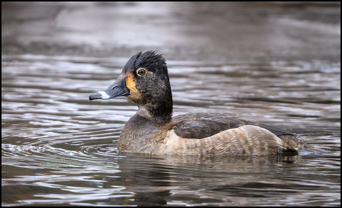 Ring-necked Duck - Jim Emery