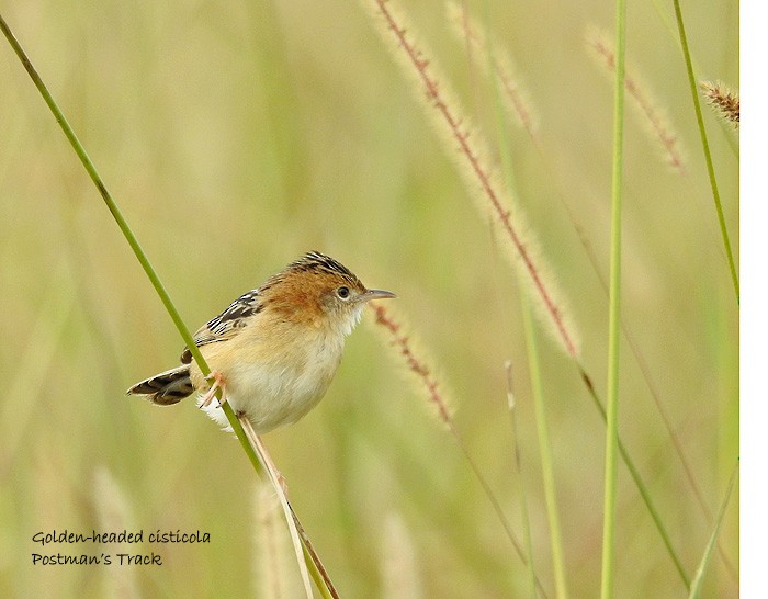 Golden-headed Cisticola - ML62990991