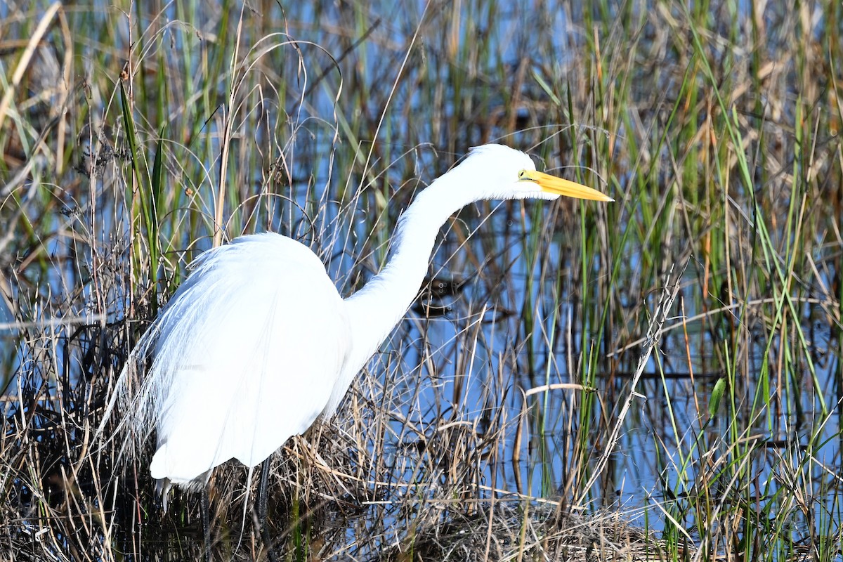Great Egret - ML629910144