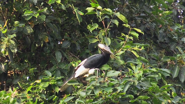 Black-and-white-casqued Hornbill - ML629910251