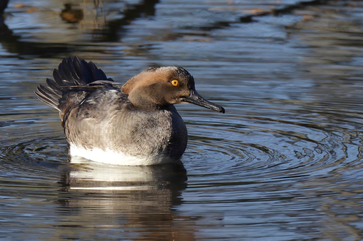 Hooded Merganser - ML629910253
