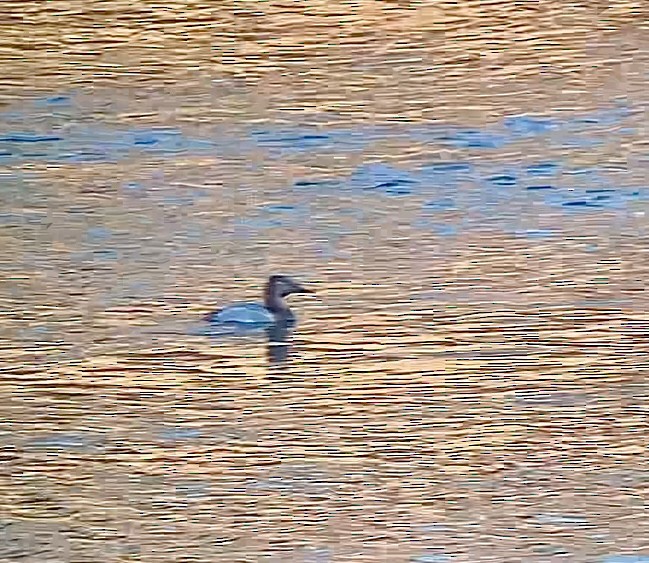 Canvasback - ML629910332