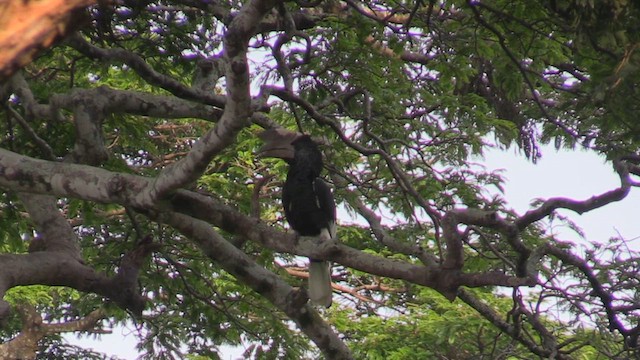 Black-and-white-casqued Hornbill - ML629910456