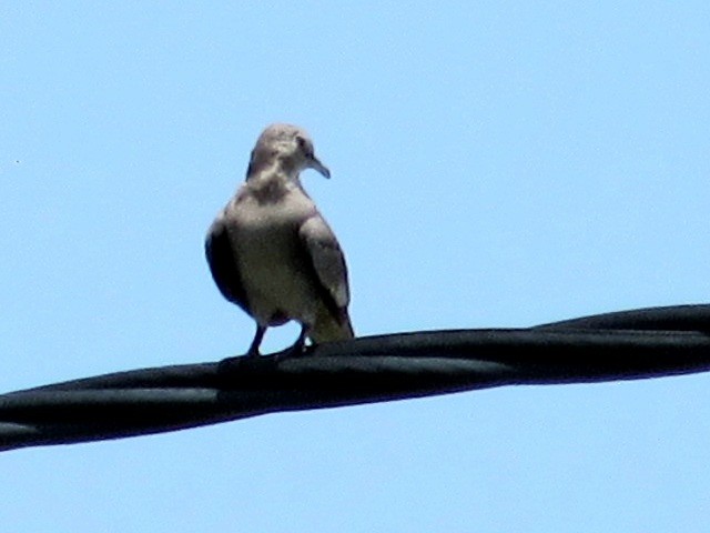 Picui Ground Dove - ML629910512