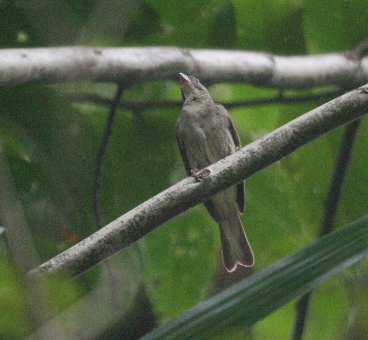 Malaysian Honeyguide - ML629910882