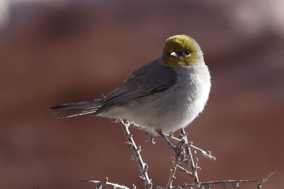Verdin - ML629911567