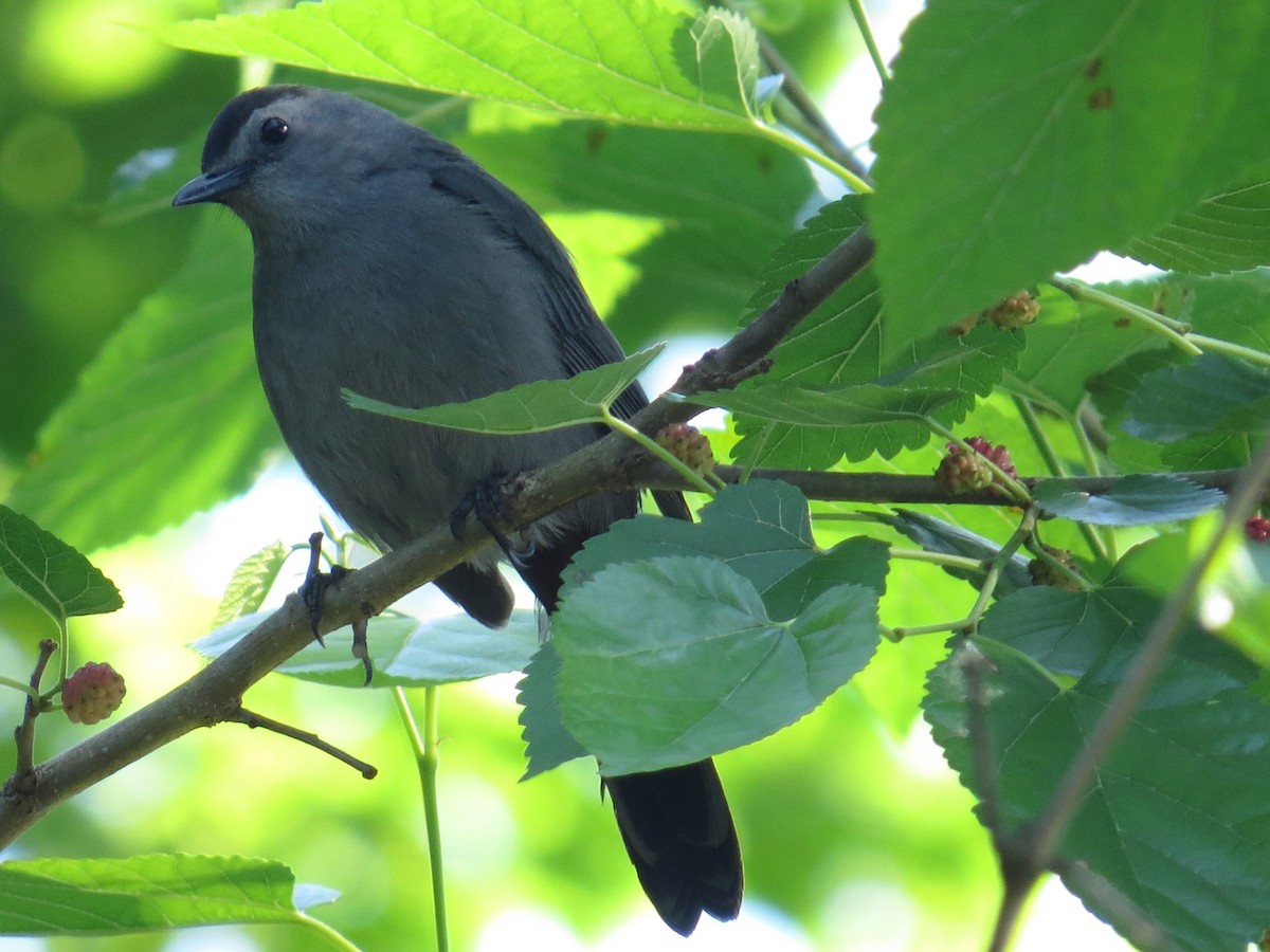Gray Catbird - ML629911580