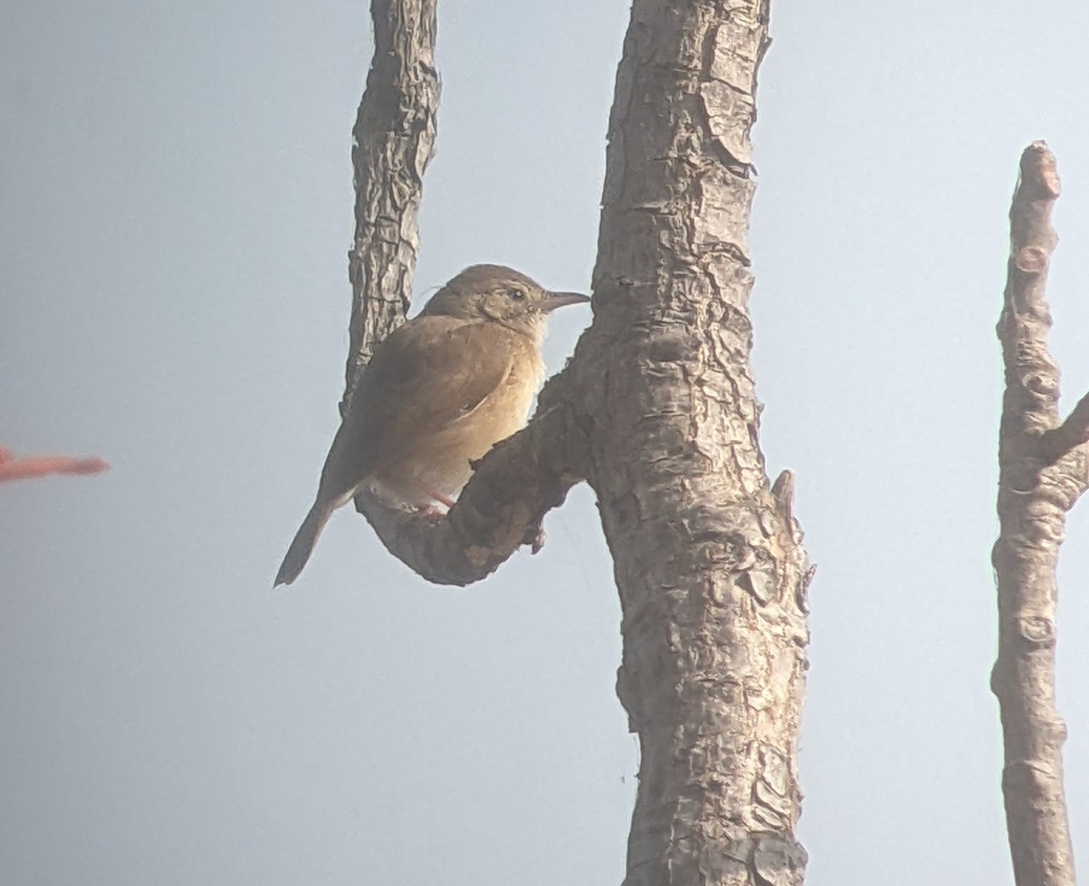 Rufous Cisticola - ML629911664