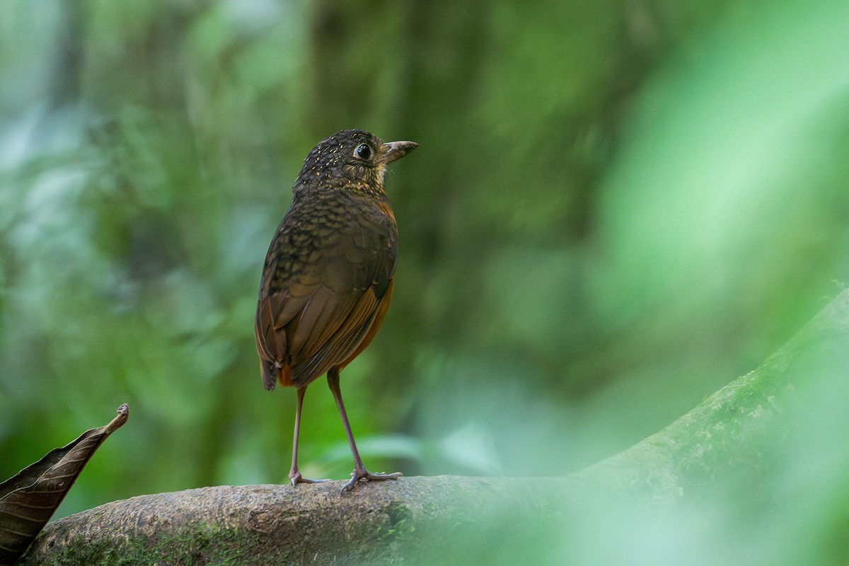 Scaled Antpitta - ML629911964