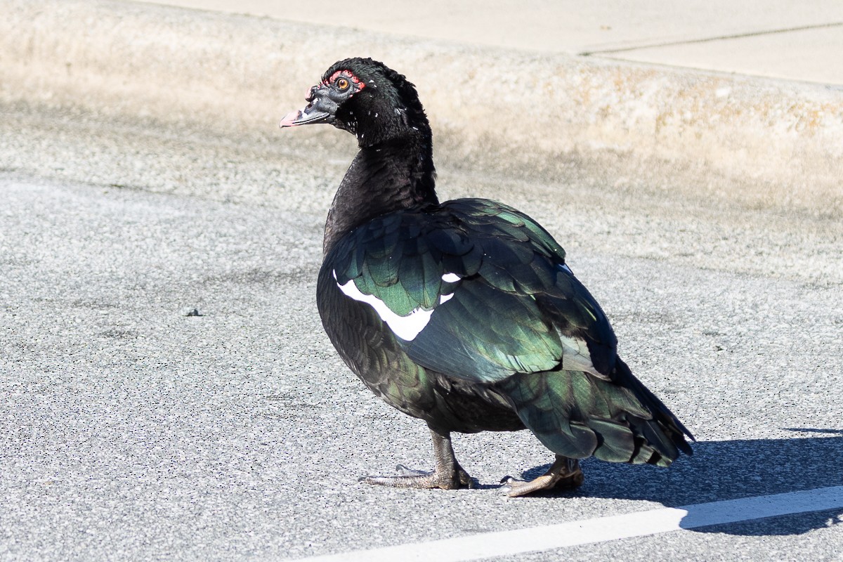 Muscovy Duck (Domestic type) - ML629911976