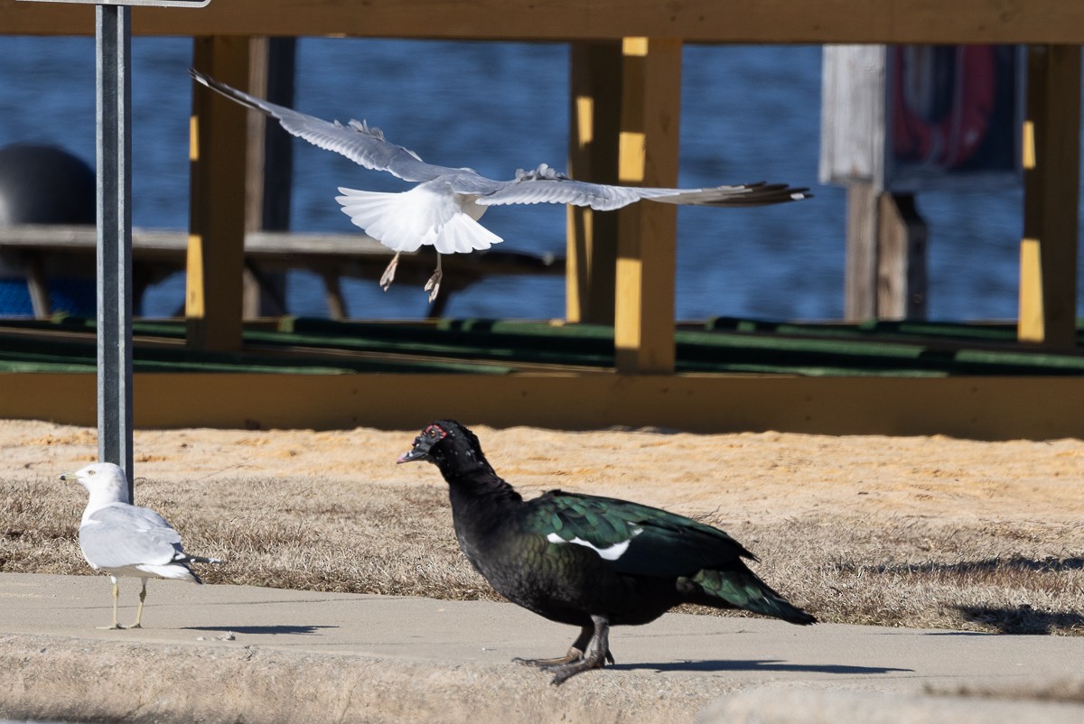 Ring-billed Gull - ML629911993