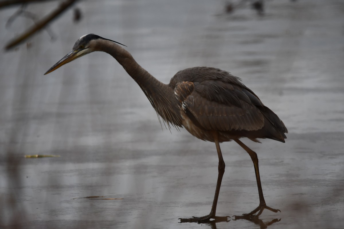 Great Blue Heron - ML629912002