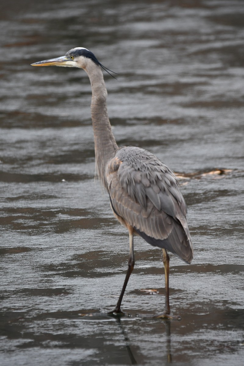 Great Blue Heron - ML629912003