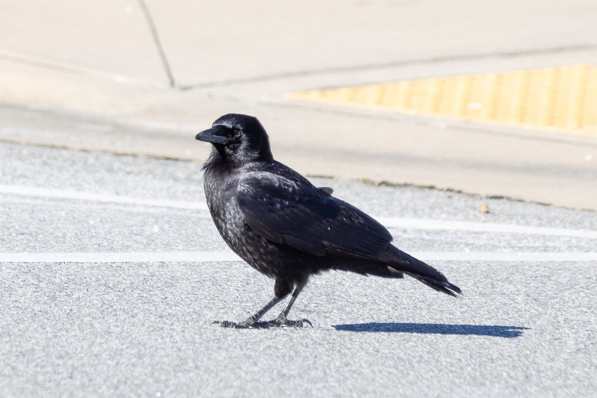 American Crow - ML629912029