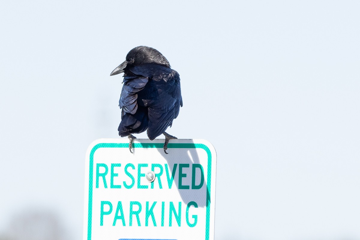 American Crow - ML629912030