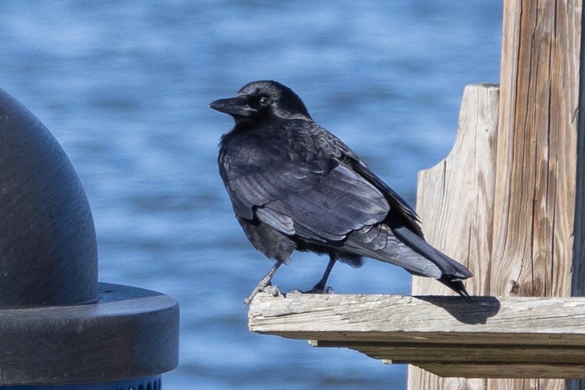 American Crow - ML629912031