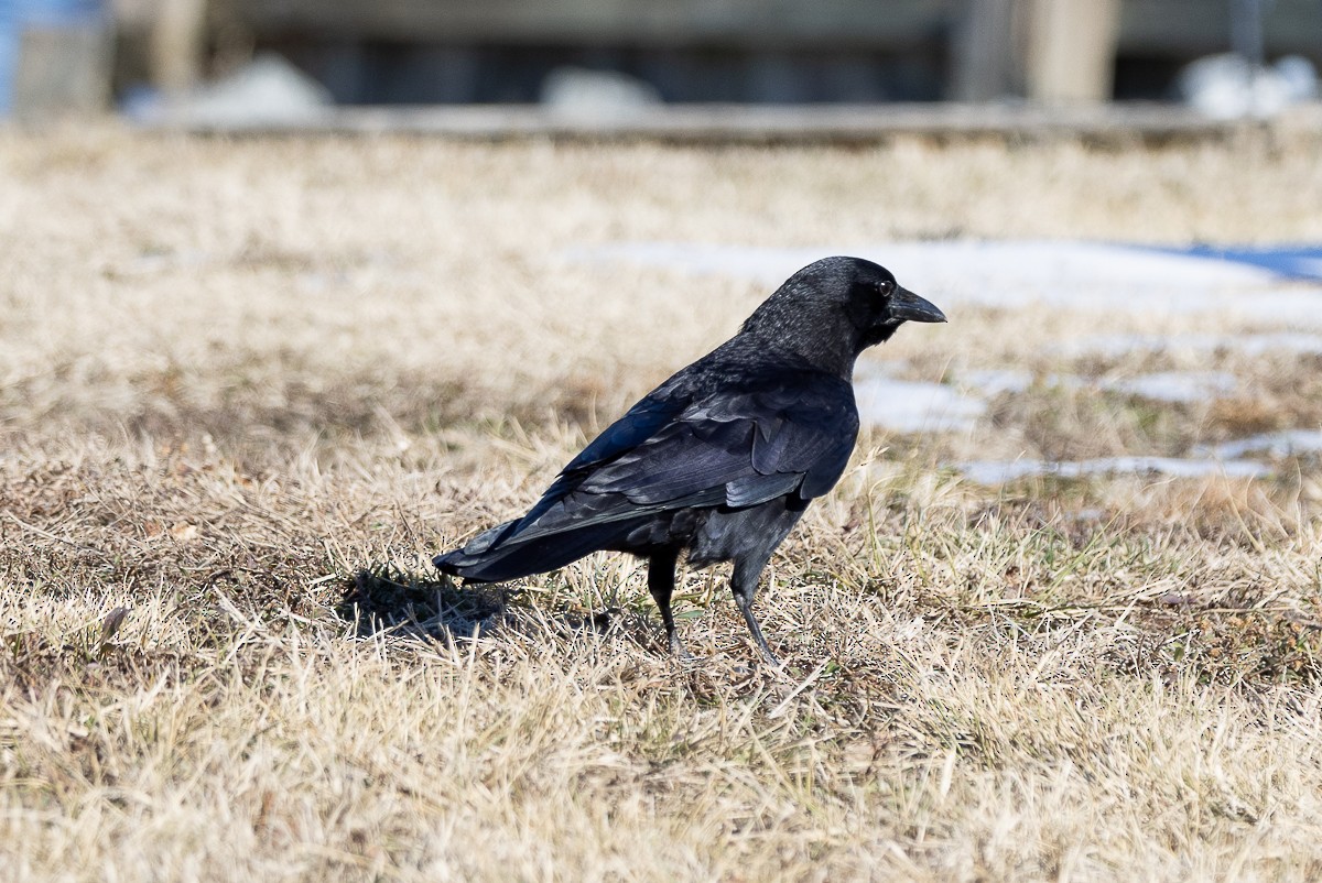 American Crow - ML629912032