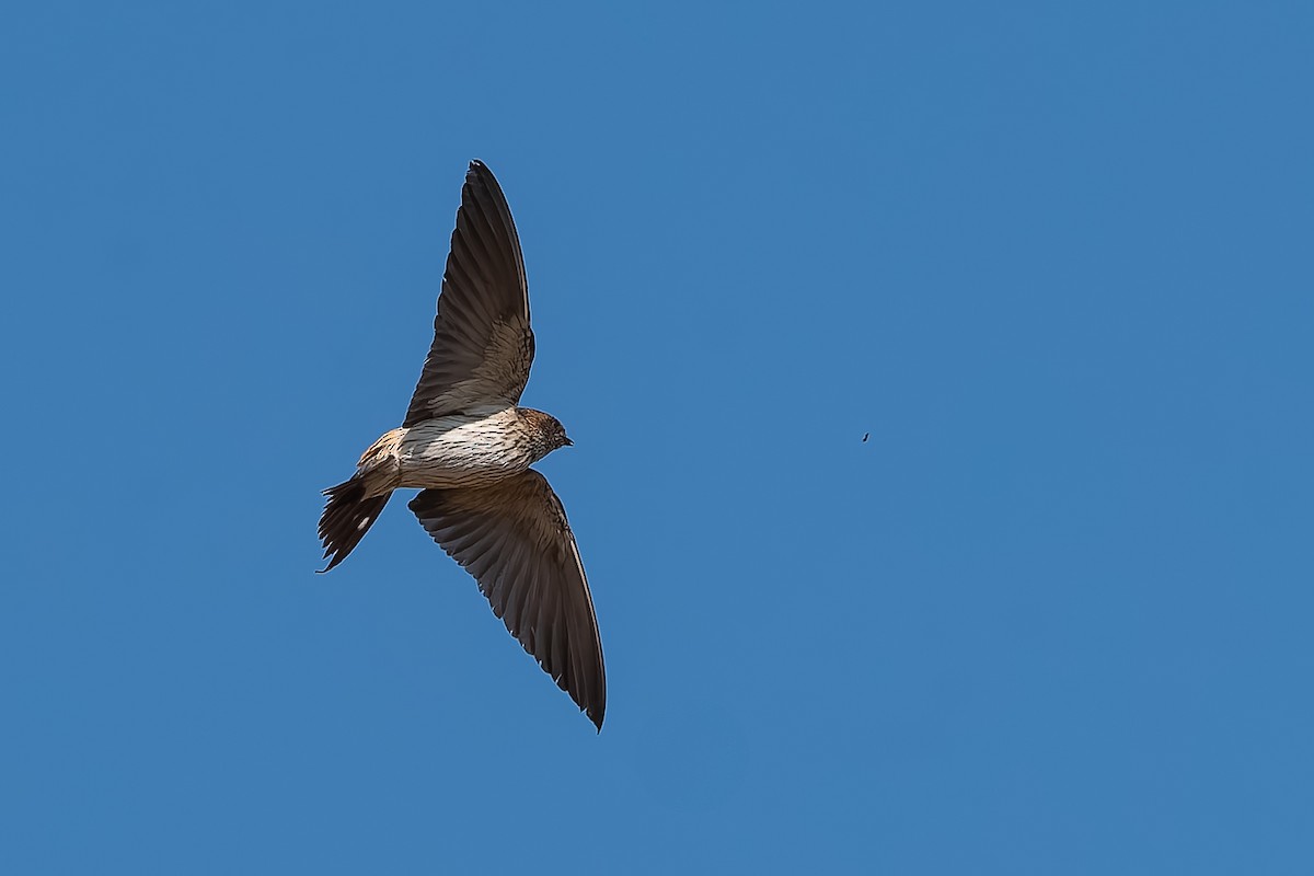 Eastern Red-rumped Swallow - ML629912112