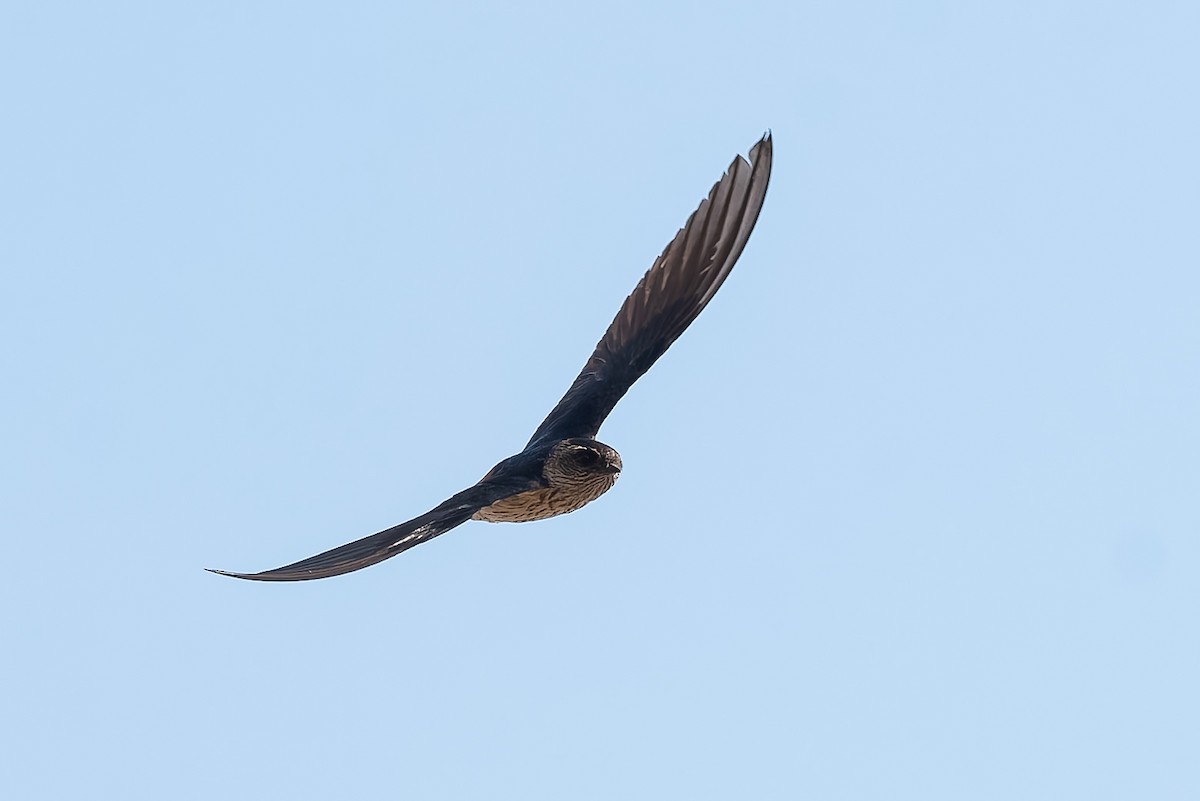 Eastern Red-rumped Swallow - ML629912113