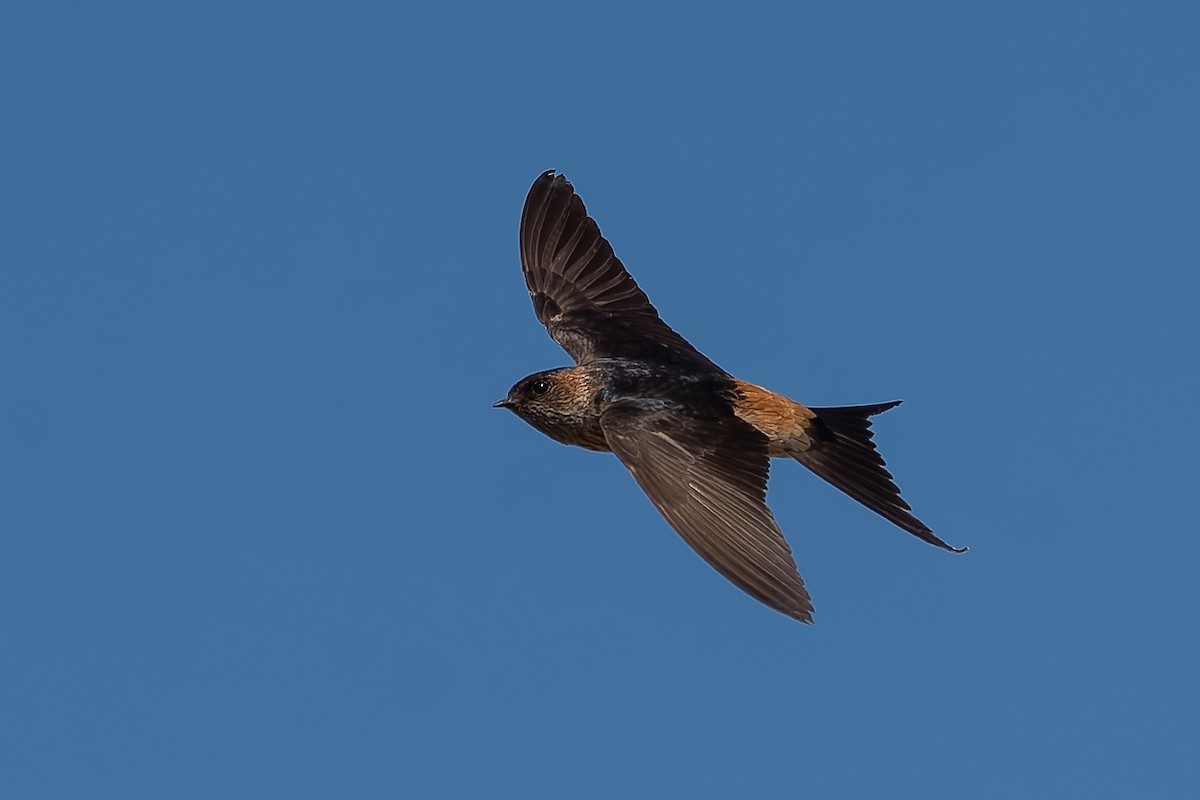 Eastern Red-rumped Swallow - ML629912114
