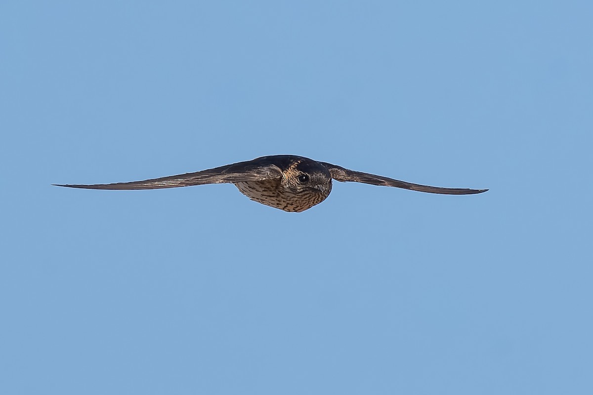 Eastern Red-rumped Swallow - ML629912115